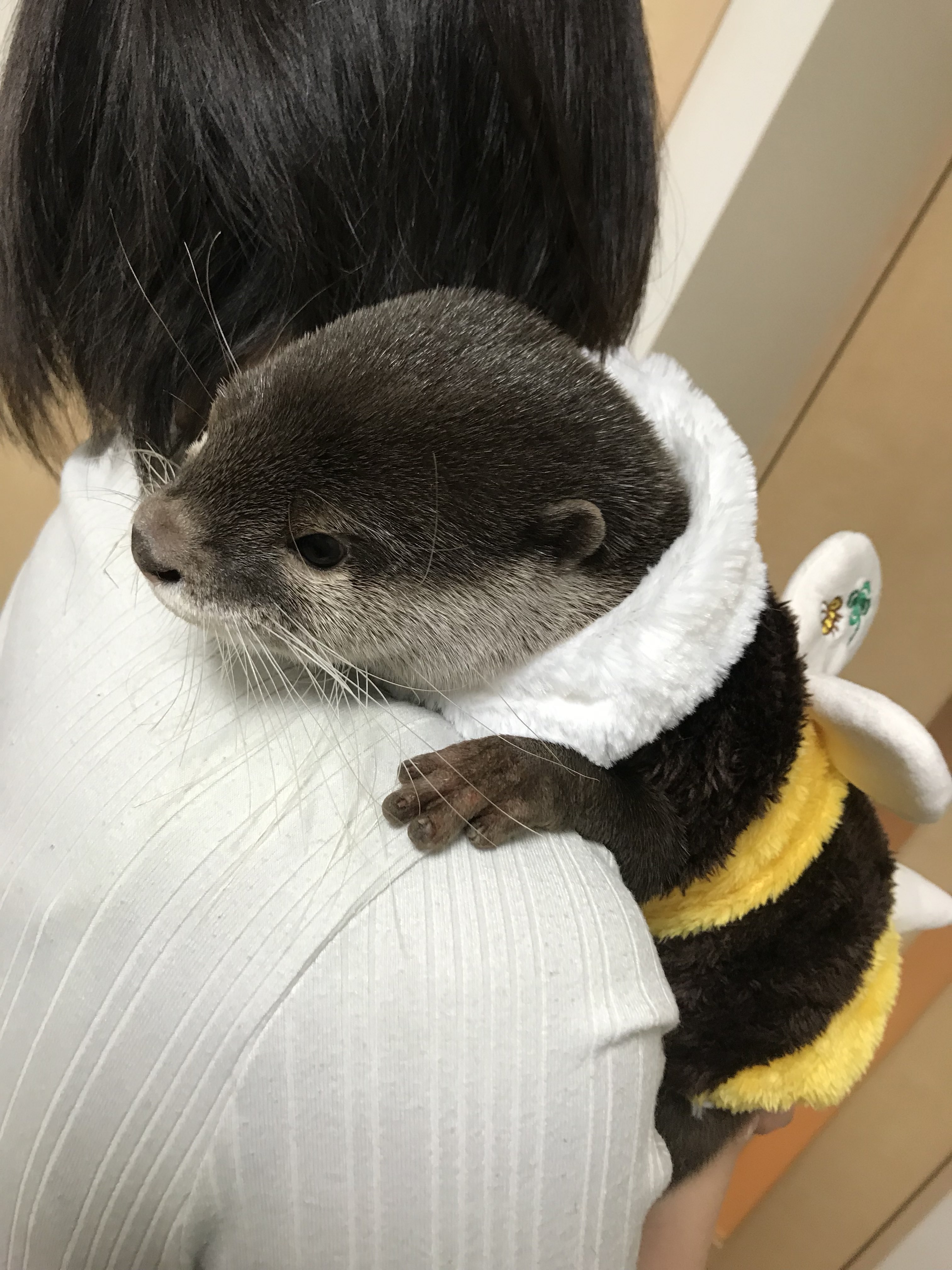 カワウソのウーちゃん (@Otter_Uchan) / X