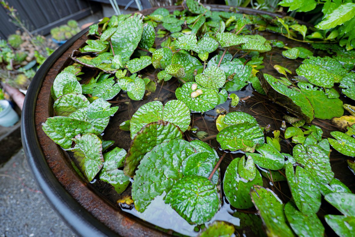 老婆が大切に育てていた幻のオニバスはなんと五右衛門風呂に入っていた！！！！(実話)この貴重な種を分けて頂き、私も毎年楽しませて頂いております。

#湿地帯ビオトープ