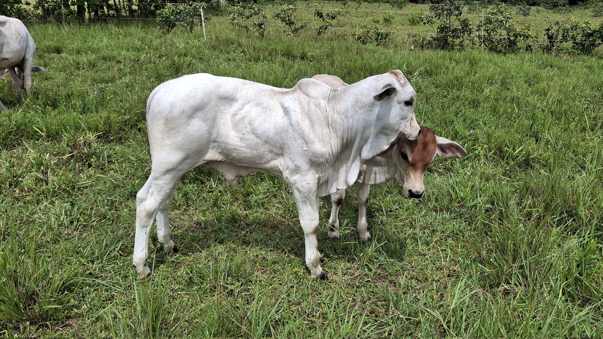 #Nelore

#tragro
#elagronosedetiene
🇵🇦#Panamá