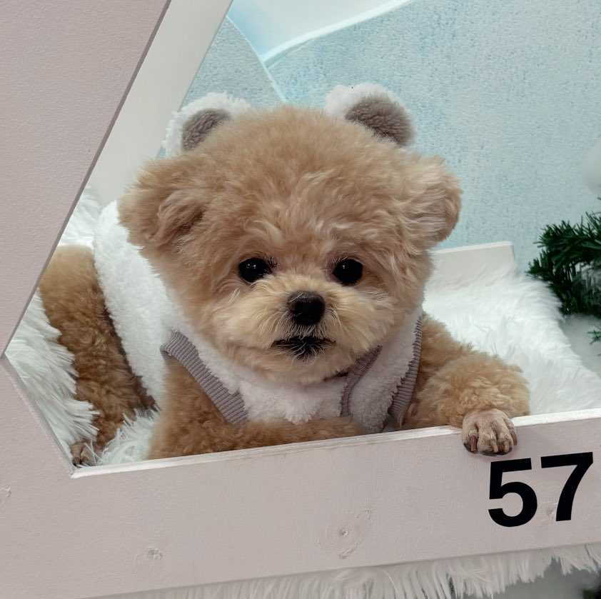 可愛いだけじゃダメですか🧸

#ポメプー
