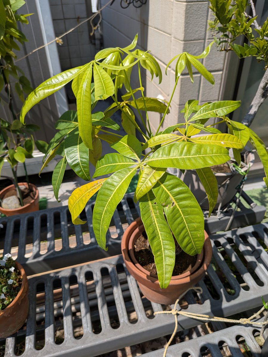 ただよです。パキラ ただよです。パキラ パキラ （ねじり1本仕立て） 7号鉢植え の