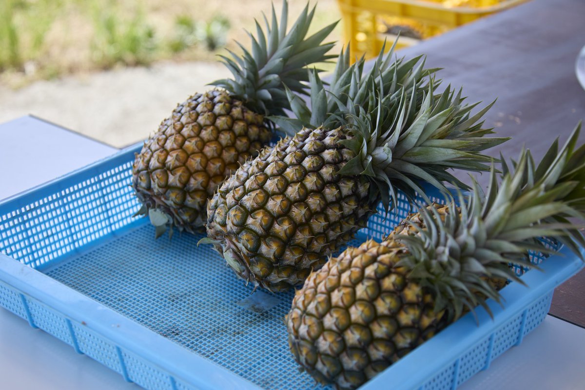 断捨離パイナップル　2個 断捨離パイナップル 2個 ⚠️ Those who throw away the pineapple