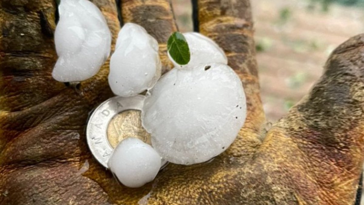 CTV News Calgary tweet media