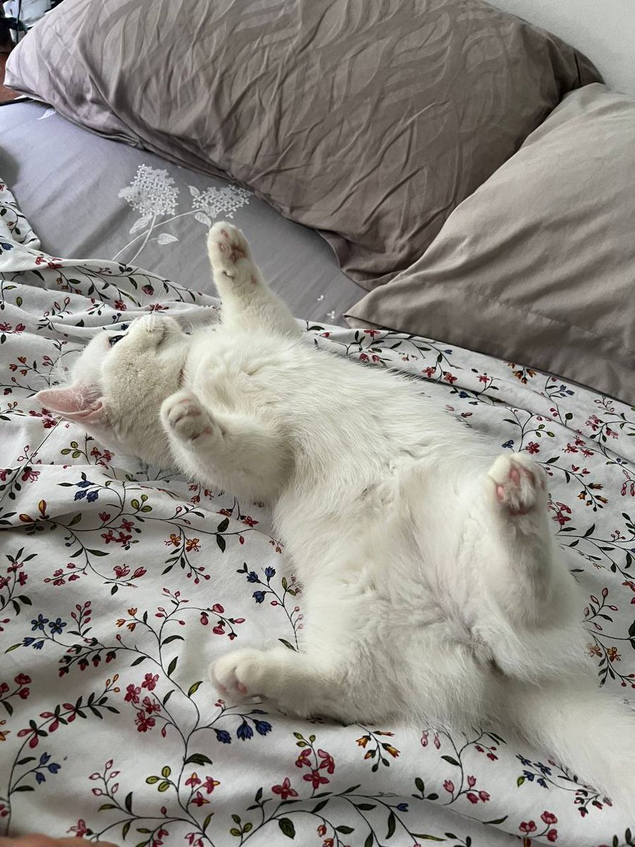 tristan | elfa.ai π (@tethrees) on Twitter photo sorry <a href="/elfa_ai/">Elfa AI</a> cat, i betrayed you with a white cat
its only a fling, i still love you more sorry <a href="/elfa_ai/">Elfa AI</a> cat, i betrayed you with a white cat
its only a fling, i still love you more