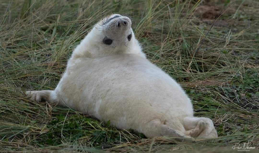 Currently staring at you like this