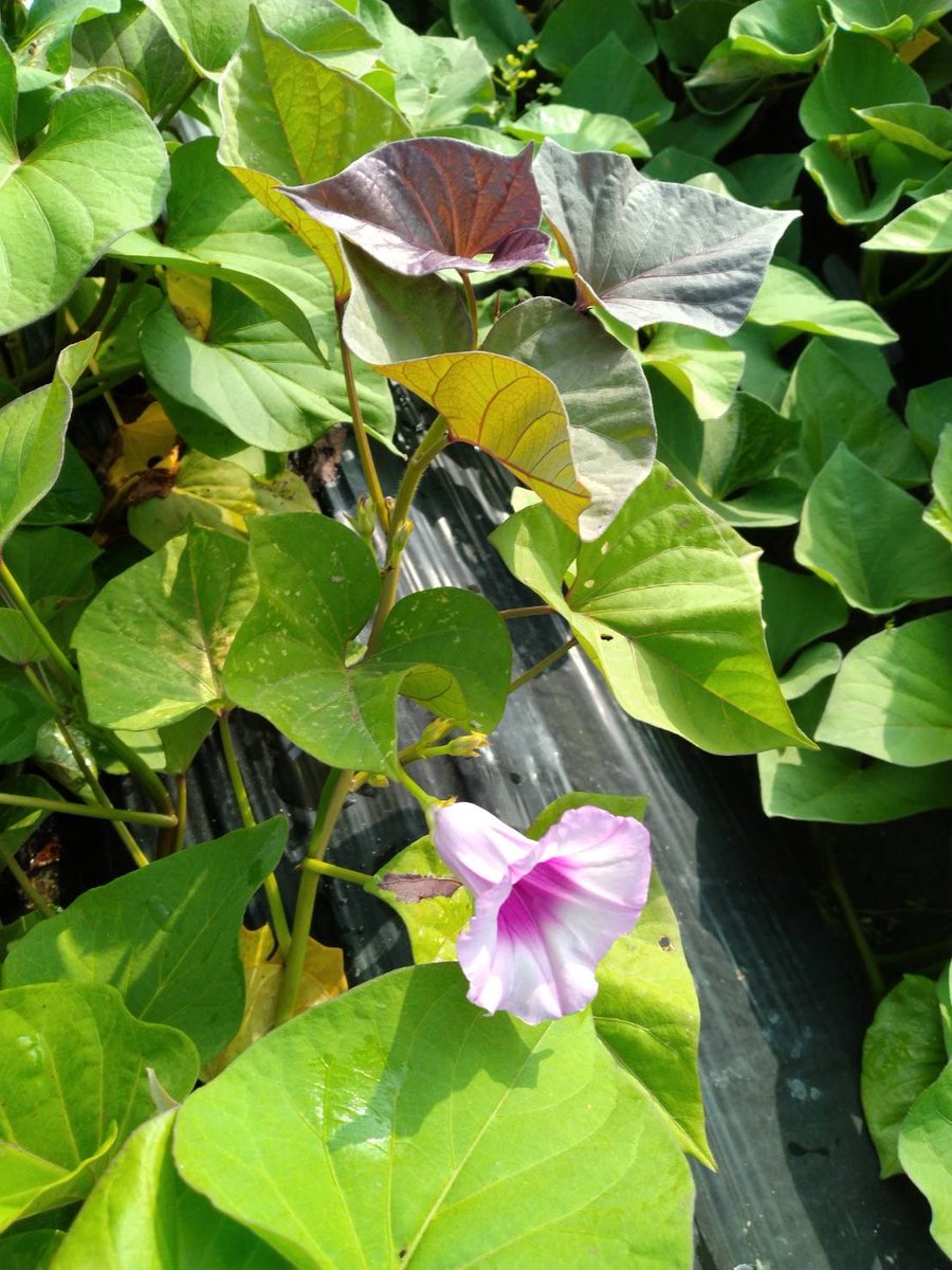 実家(兵庫県)から送られてきた写真

お芋の花が咲いたそうな✺⋆*

 #さつまいも