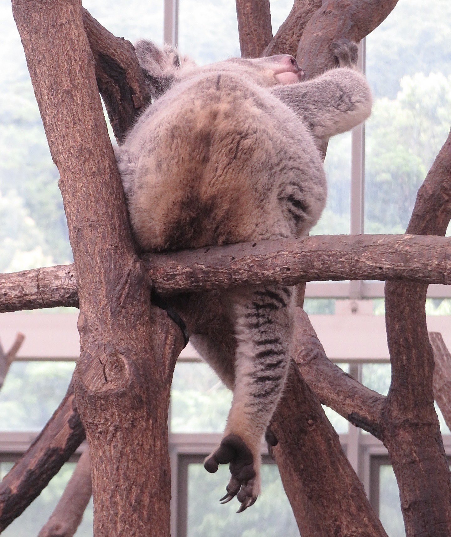 yasijun🐨🐨🐨コアラーイラストレーター on X: 