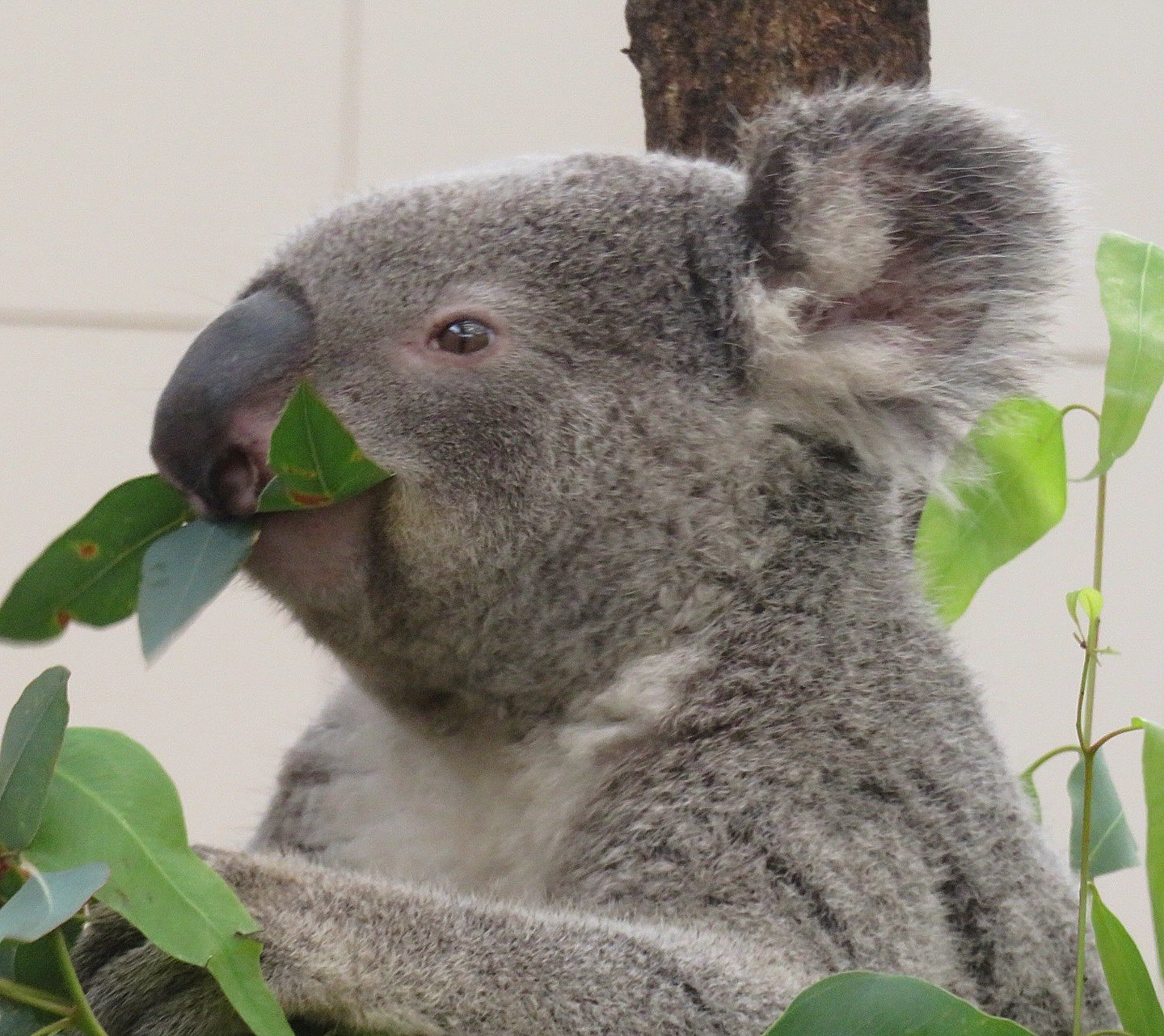 コアラ シャイちゃんも縦に長くなったなあ🐨✨☺️ 20250817