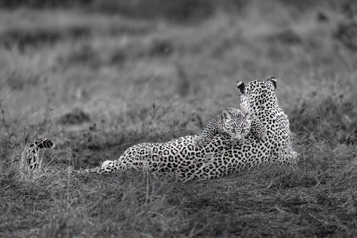 Cradled in Silence!
The cub leaning on its mother’s body, eyes wide open and curious, completely safe. The action is in the stiness... The mother’s posture is relaxed, yet alert, as always, she is both bed and barrier, comfort and guardian. #Leopard #Cub #MamaMoment