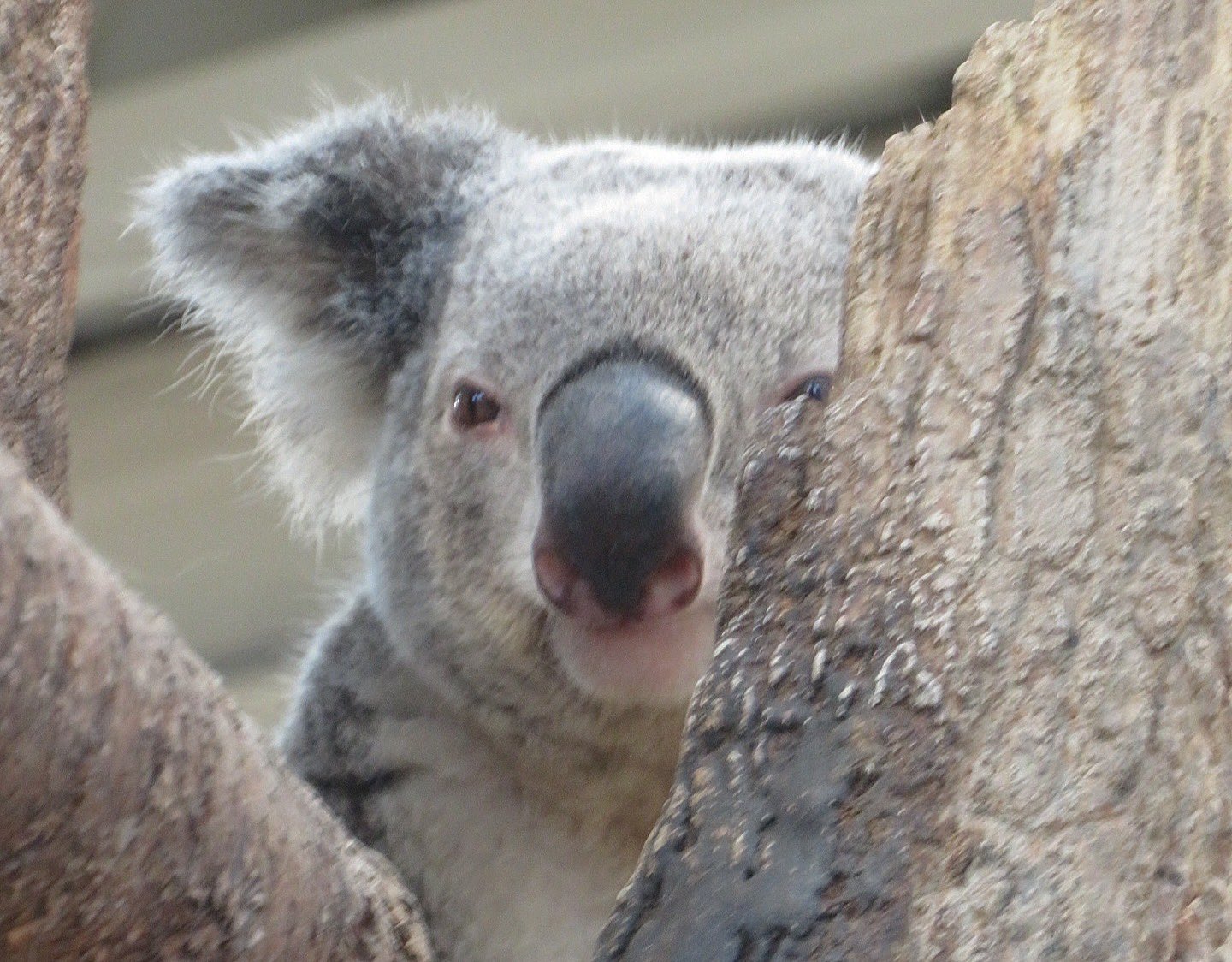 yasijun🐨🐨🐨コアラーイラストレーター on X: 