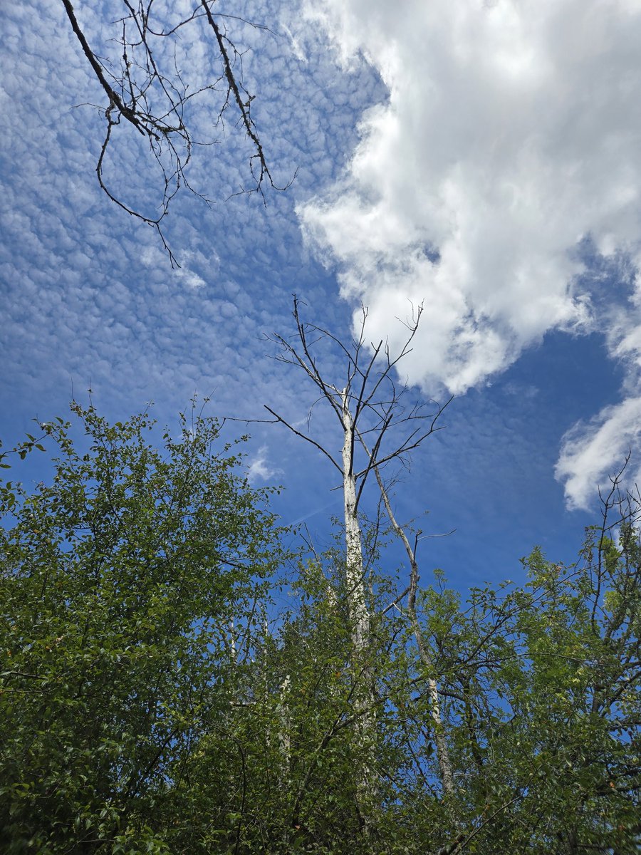 R0sear1n's tweet image. Like a tree reaching tall to the sky, we grow stronger as we rise.
#TreeOfLife #ReachForTheSky #GrowStrong #NatureInspires