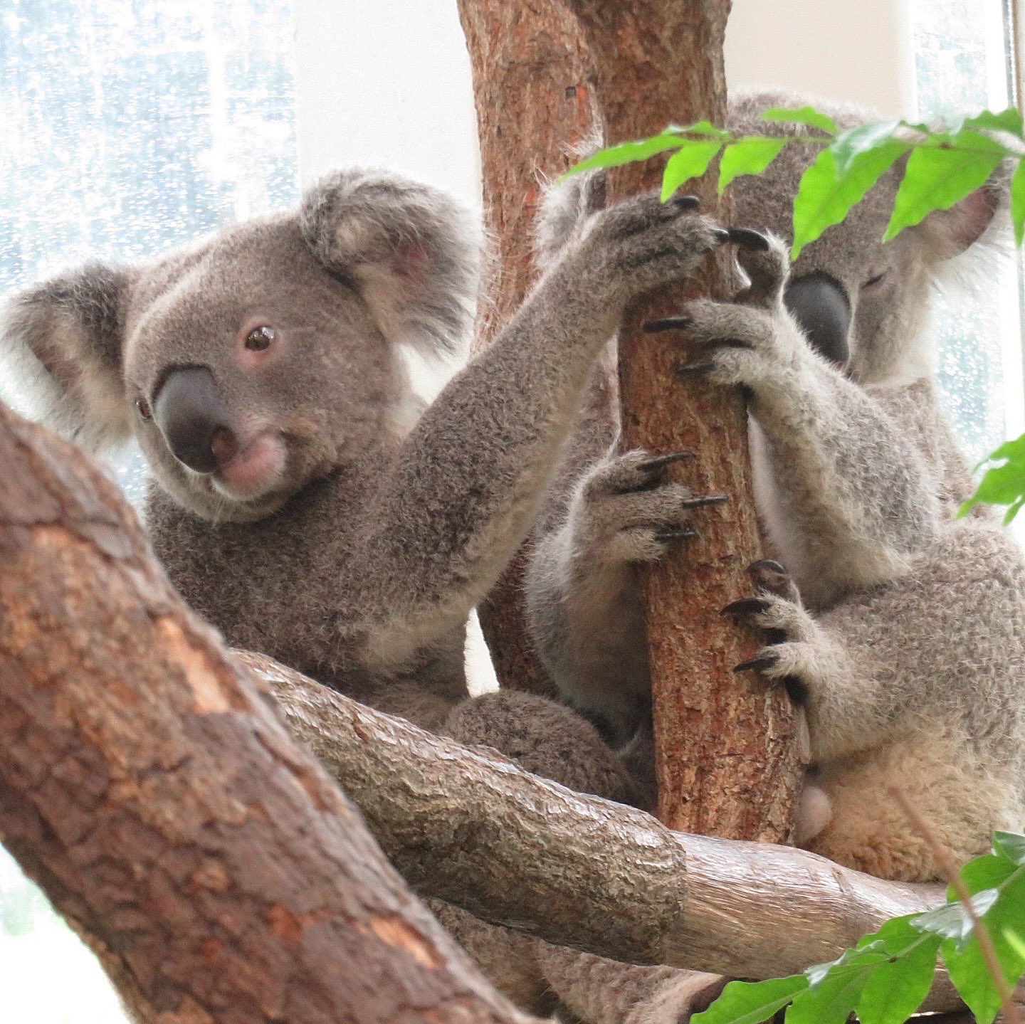 yasijun🐨🐨🐨コアラーイラストレーター on X: 