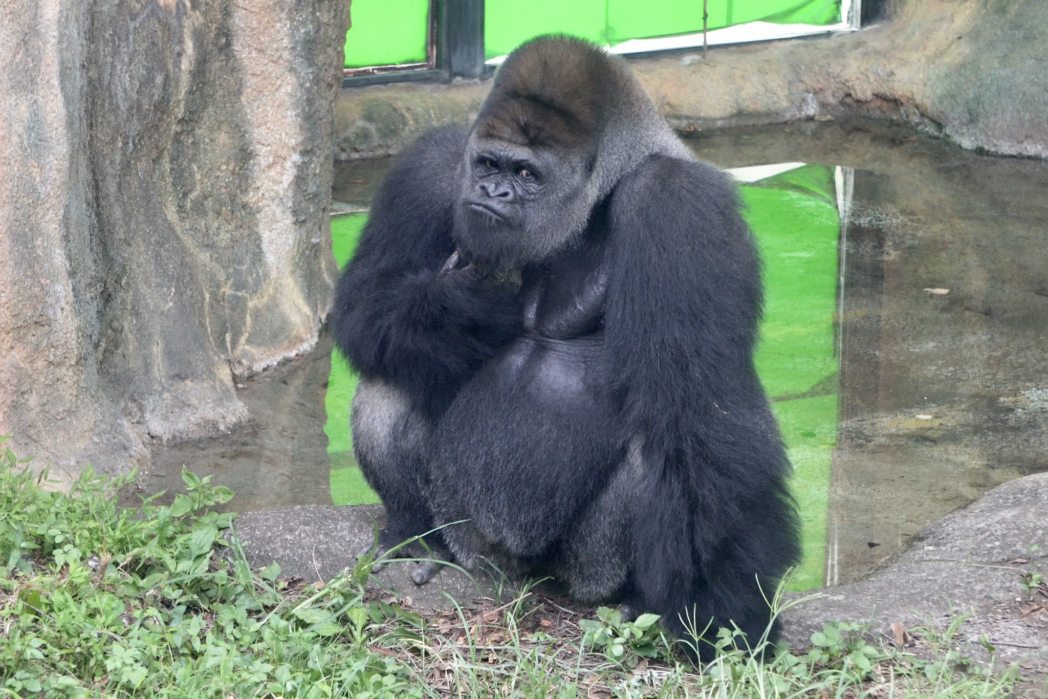 ゴリラが好きなモンキー/プロフ読んでね！ ゴリラが好きなモンキー/プロフ読んでね！ ゴリラ〜 - Search / X