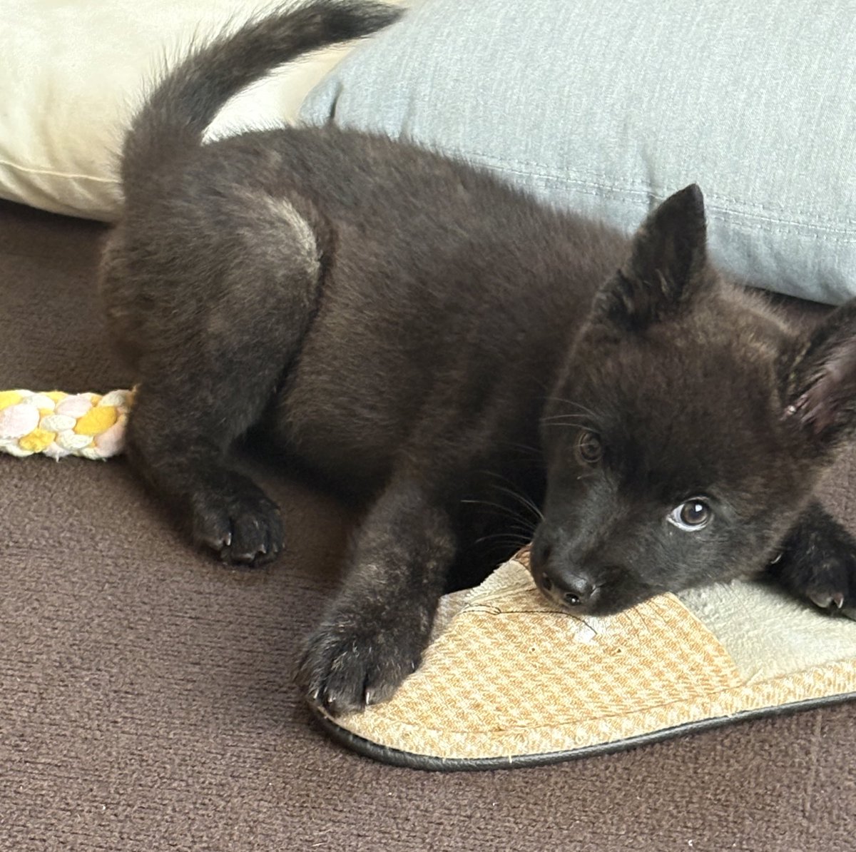 手から血が出るほど噛まれまくったけど、やっとご主人様だとわかってきた☺️
落ち着いてきたら噛まないし、トイレもちゃんとイける🐶
いい子😆
リードの練習も上手👏（まだまだ先だけど）