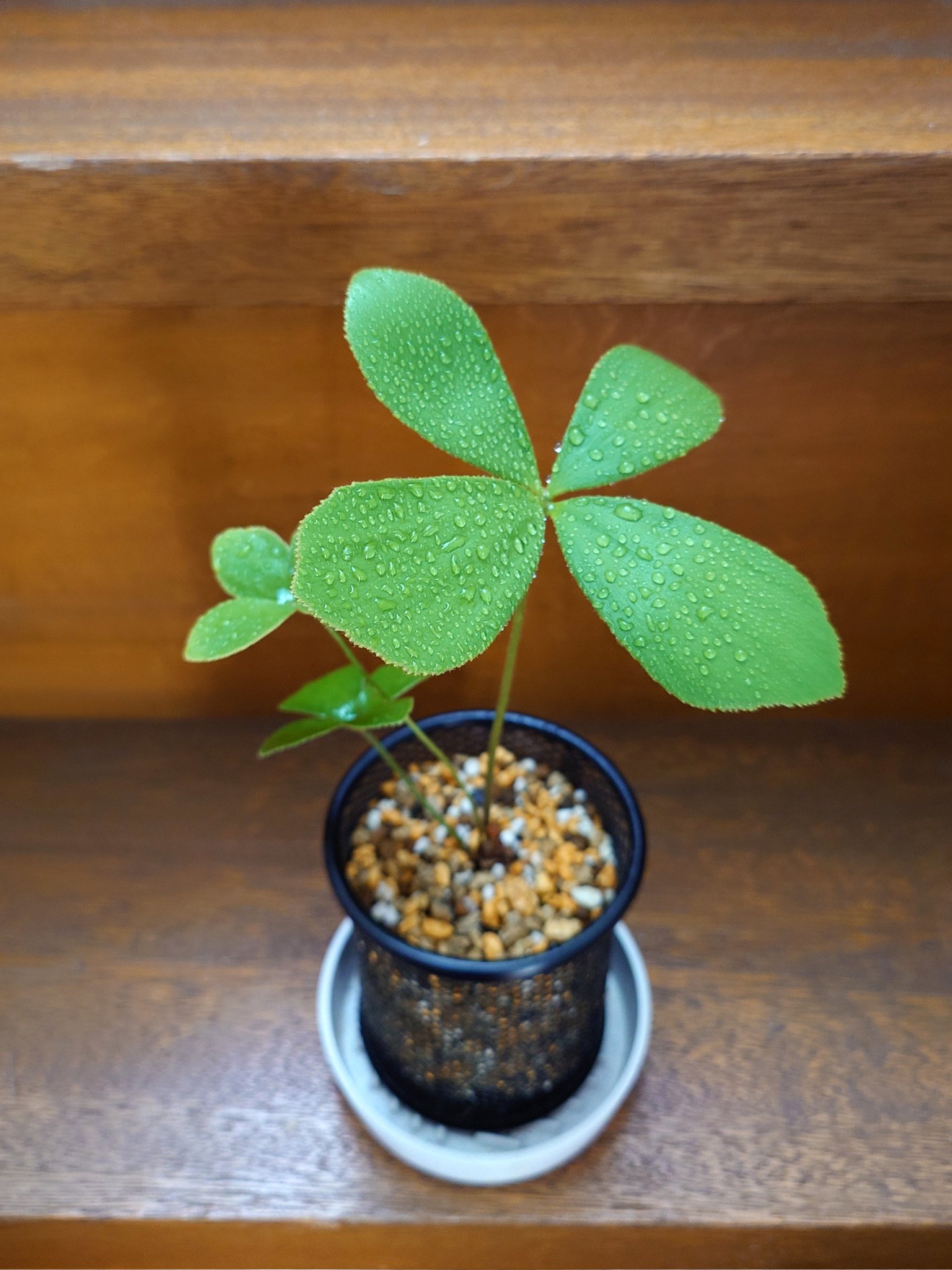 レア多頭植物 希少ザミア プミラ おしゃれインテリア ザミアプミラ