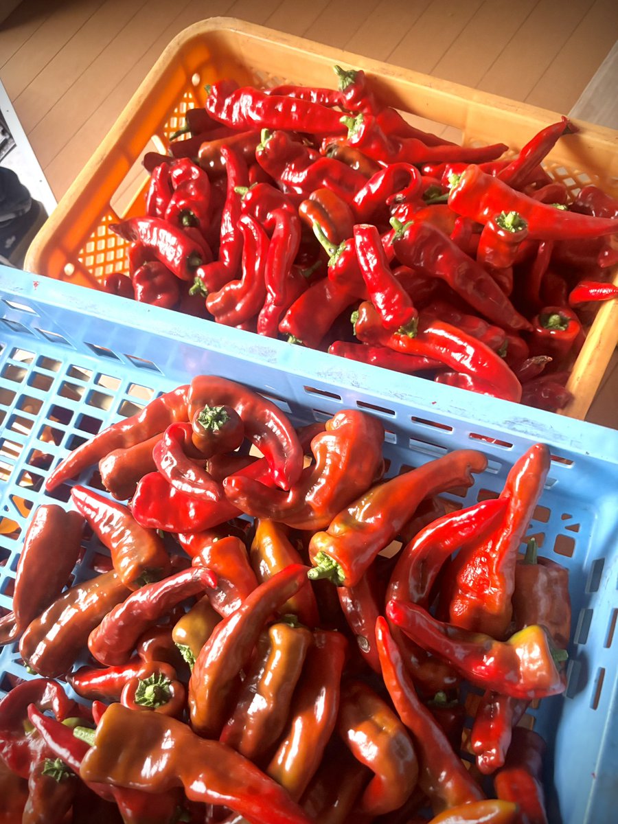 とれたて赤なんば🌶️
からそうに見えて実は辛くない✨
ピーマンのような甘さと香り♫

このあと美味しい山うにに変身します✨
