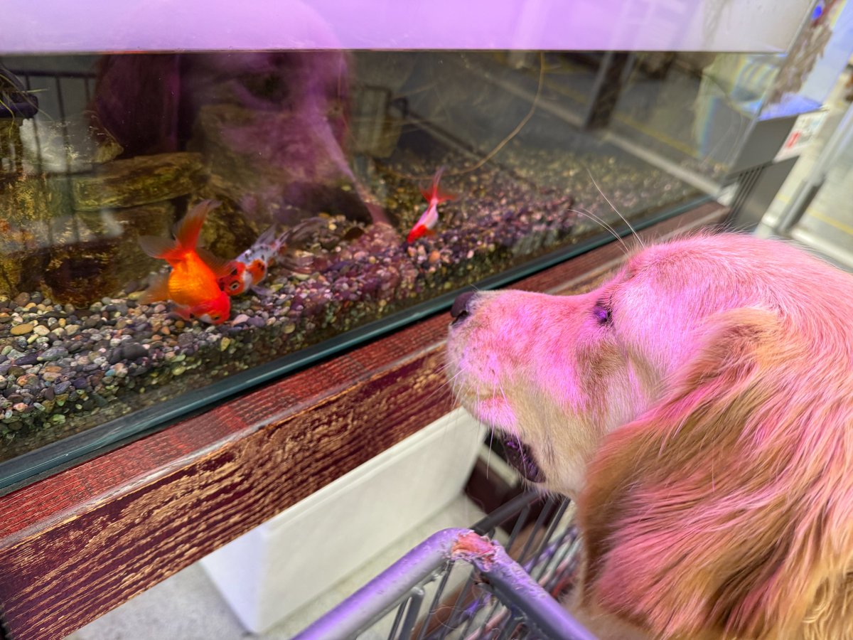 こんにちは、トレーナーの池上です。
先日マナを連れてホームセンターに行ってきました。
ペットコーナーで「この小さな子たちは一体何だろう？」という顔でじーっと金魚を観察していました！
好奇心旺盛なマナ、こうした日常の刺激も候補犬には大切なトレーニングです。