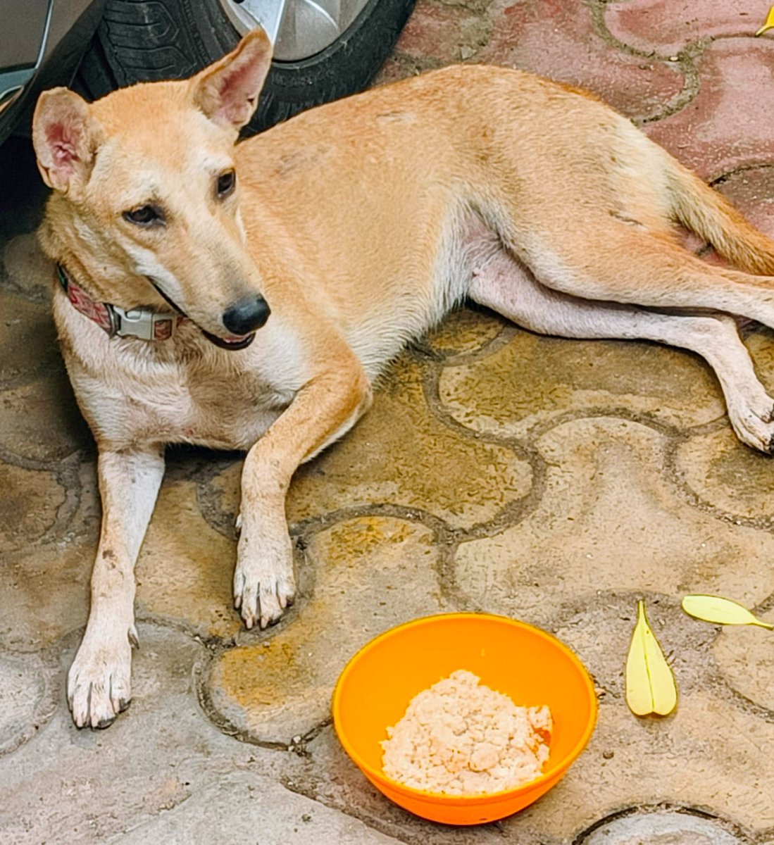 Anjali Mehta (@anjmeh) on Twitter photo This is adorable Chutki about 6 months old. She has been spayed & dropped by MCD in the wrong colony.
Where can one report clear contraventions of the ABC rules?
<a href="/IUFAR2023/">India Unites For Animal Rights</a> <a href="/Manekagandhibjp/">Maneka Sanjay Gandhi</a> <a href="/SuchendraMishra/">Suchendra Mishra</a> <a href="/SupremeCourtFan/">Supreme Court India</a>
Hopefully there is no biased implementation of rules? This is adorable Chutki about 6 months old. She has been spayed & dropped by MCD in the wrong colony.
Where can one report clear contraventions of the ABC rules?
<a href="/IUFAR2023/">India Unites For Animal Rights</a> <a href="/Manekagandhibjp/">Maneka Sanjay Gandhi</a> <a href="/SuchendraMishra/">Suchendra Mishra</a> <a href="/SupremeCourtFan/">Supreme Court India</a>
Hopefully there is no biased implementation of rules?