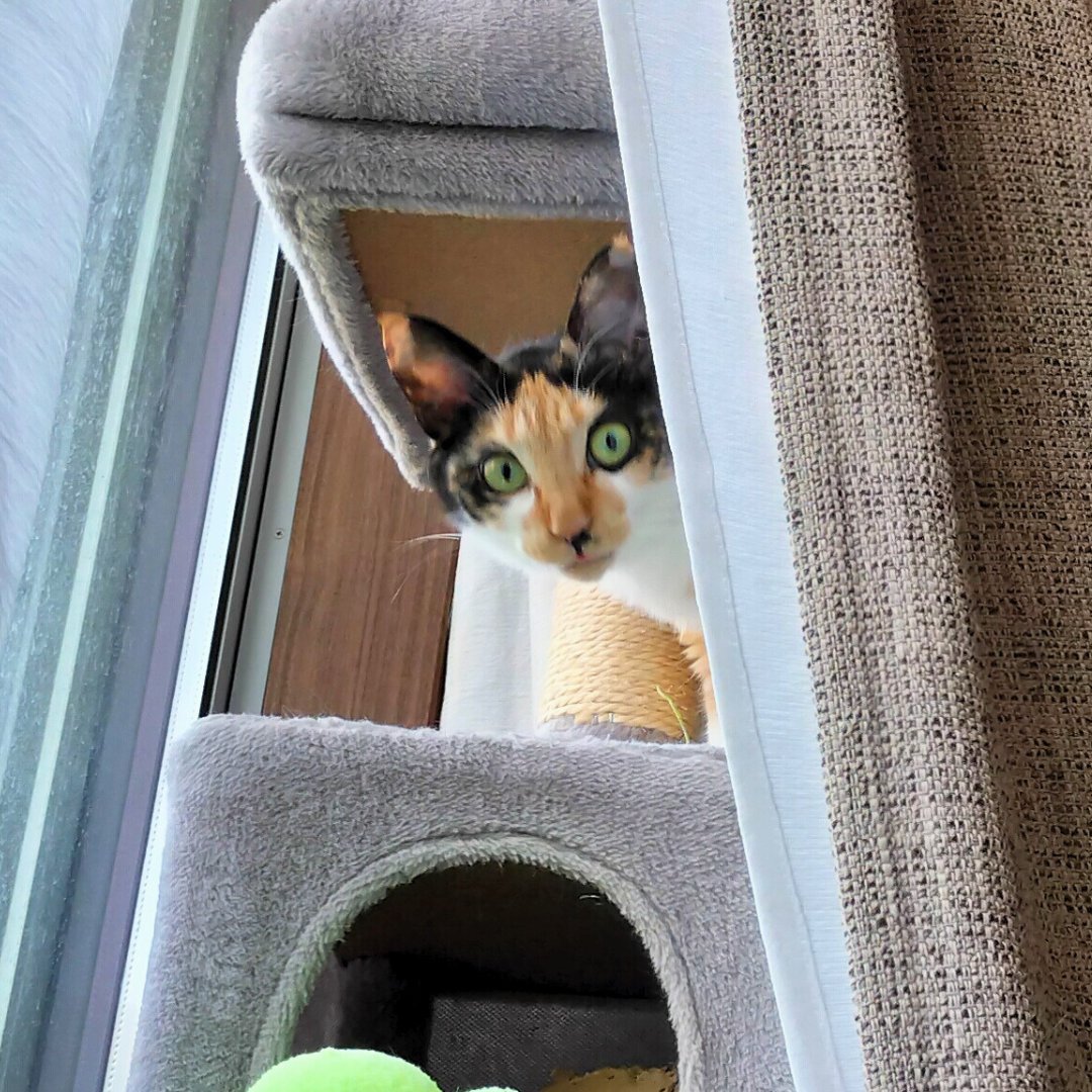 にょき！（ブレてる）

#里親募集中 #保護猫 #猫 #三毛猫 #猫好きさんと繋がりたい #猫のいる暮らし #猫のいる生活 #預かりボランティア #Cat #catlife