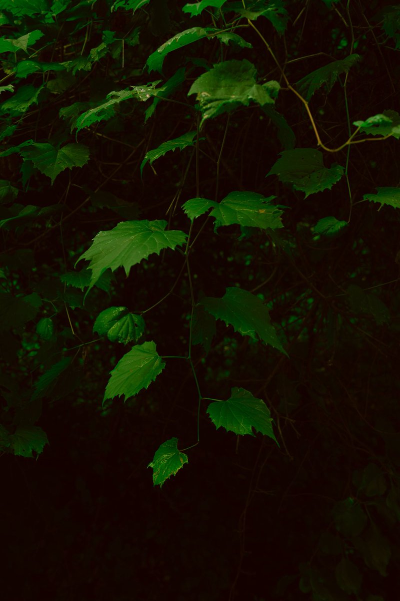 JesseCanady27's tweet image. 