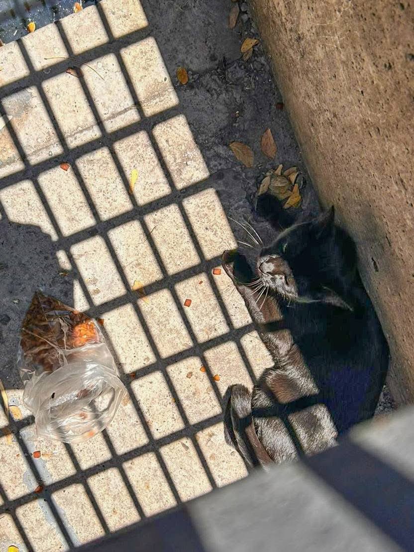 malavidaqro's tweet image. #ElMarqués | Rescatista de Protección Civil y del #INPA, rescataron a un gatito que se encontraba atrapado al interior de una alcantarilla en Los HéroesÁngeles. 🐱🚒⚠️

Información detallada ⬇️⬇️⬇️
facebook.com/share/p/1KYcvi…