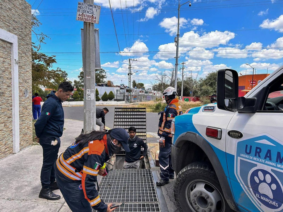malavidaqro's tweet image. #ElMarqués | Rescatista de Protección Civil y del #INPA, rescataron a un gatito que se encontraba atrapado al interior de una alcantarilla en Los HéroesÁngeles. 🐱🚒⚠️

Información detallada ⬇️⬇️⬇️
facebook.com/share/p/1KYcvi…