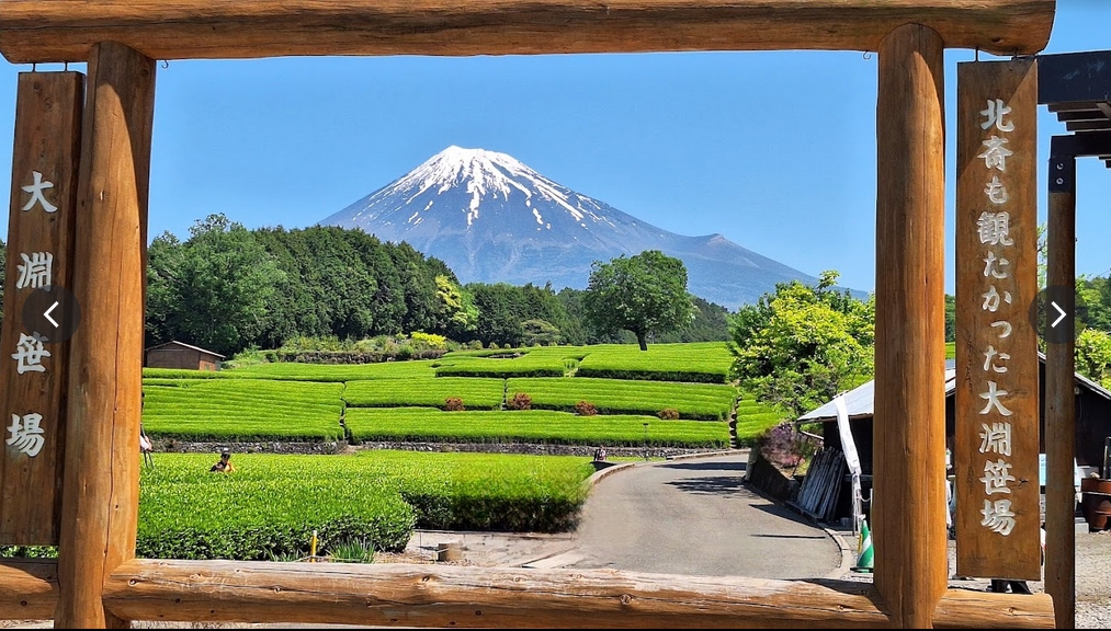ZING_LIPDRUMS's tweet photo. 最後にお茶！
日本中を旅してた頃、パーキングエリア（PA）のサービスのお茶を紙コップで飲んだ瞬間に静岡県に入ったことが解る。
さすがに美味い！
写真は富士市の大淵笹場（おおぶちささば）の茶畑と富士山 https://t.co/JQ18YEzu0v