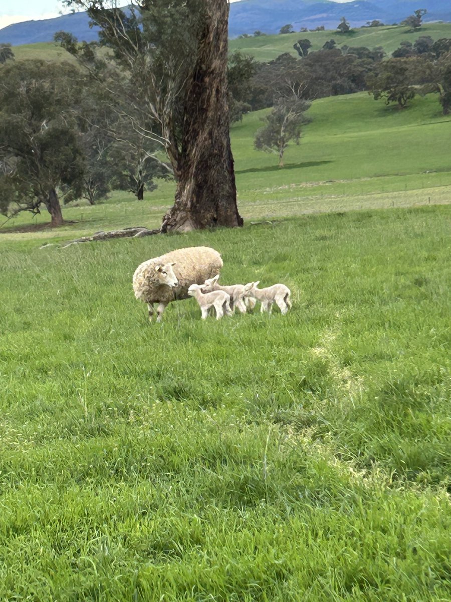 This Primeline ewe lamb has got a bit on this week👍