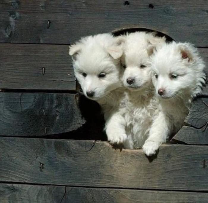 woofgonecrazy's tweet photo. the devilish cerberus: https://t.co/yTq1HRI8VC