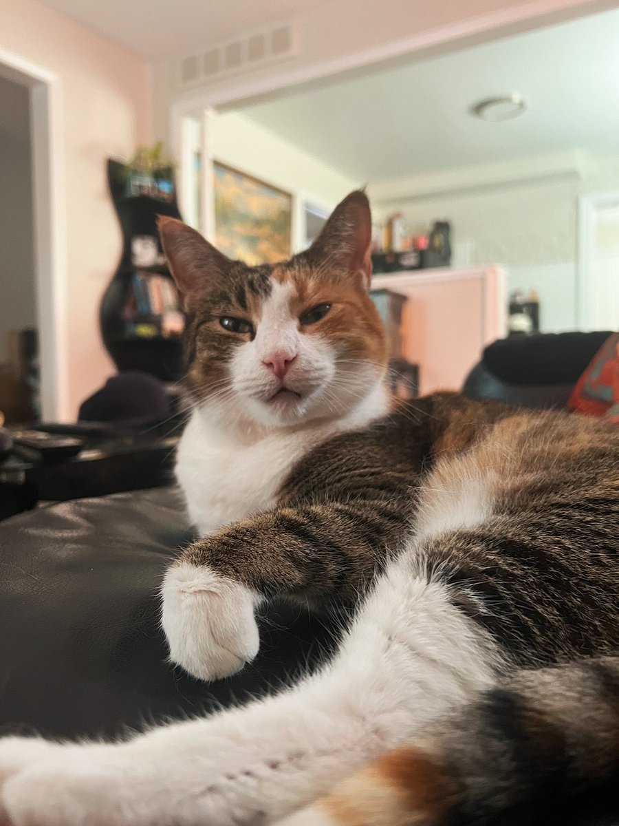 susravioli's tweet image. Timeline cleanse 😼