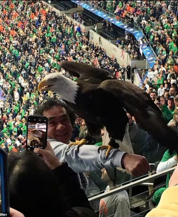 An eagle landed on the only Native American person in the crowd at this football game