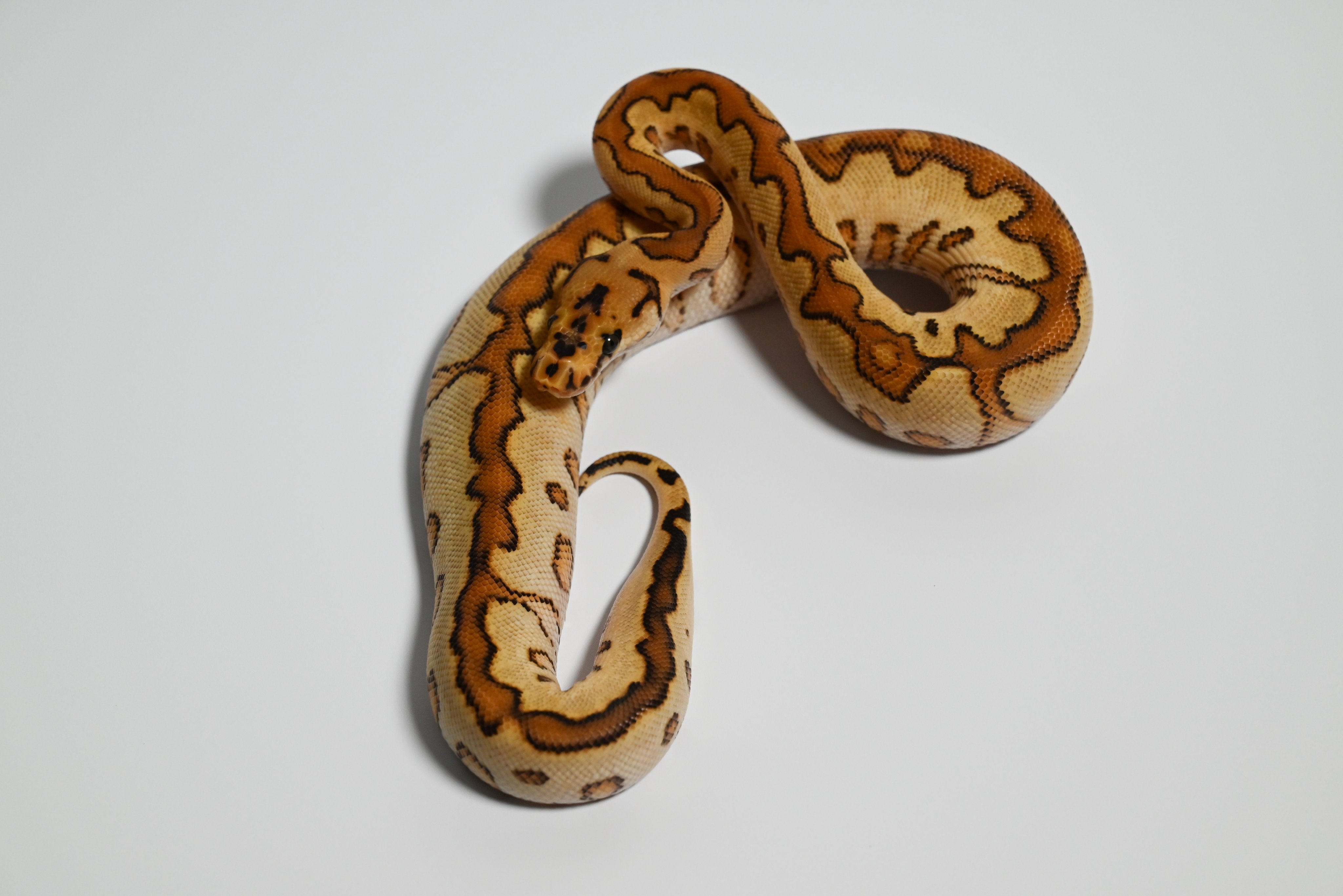 パーフェクトボールパイソン パーフェクトボールパイソン PERFECT BALL PYTHON 爬虫類 本