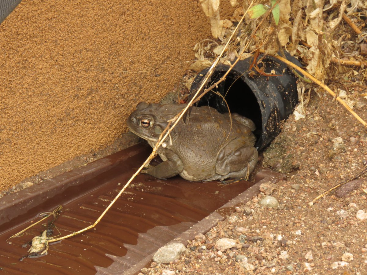A little 1/4" of rain earlier in the week brought the MacDaddy of #toads out in daylight. I love Sonoran Desert Toads.