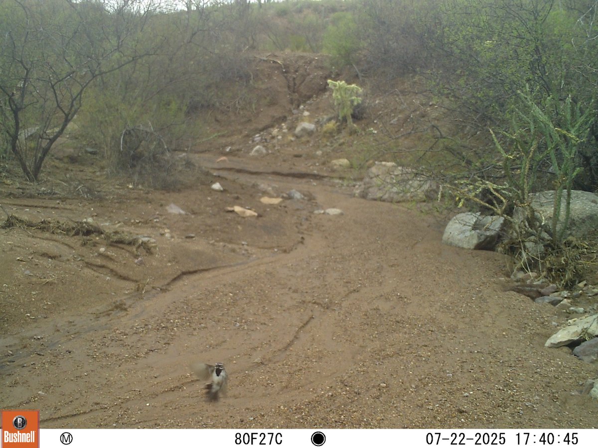 This was the one solid rain we got during monsoon and illustrates a fun progression showing the wash before rain; as the water picks up; turns into a river; and then results in a re-contoured landscape (with a cute black-throated #sparrow). #cameratrap