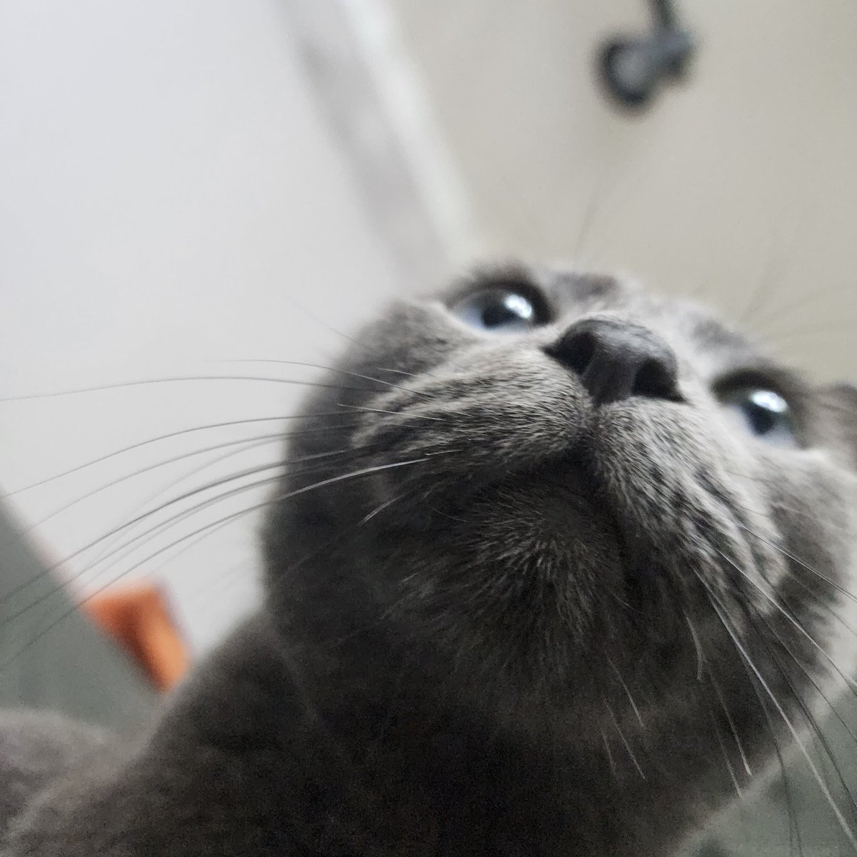 #추꾸공고양이클럽