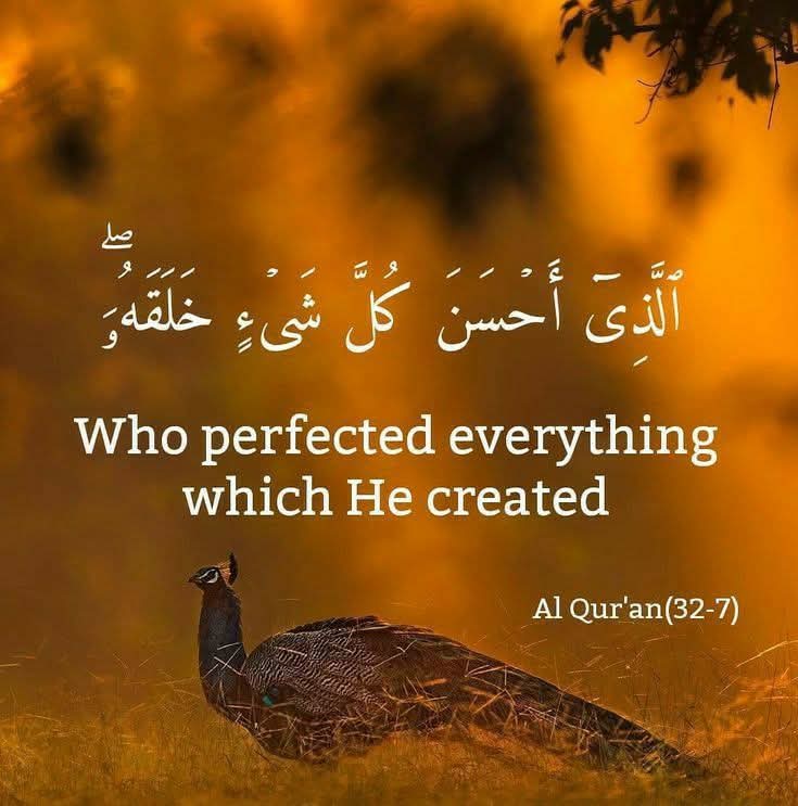 Allazee ahsana kulla shai in khalaqa; wa bada a khalqal insaani min teen

Quran Surah Sajdah 32:7

Who perfected everything which He created and began the creation of man from clay