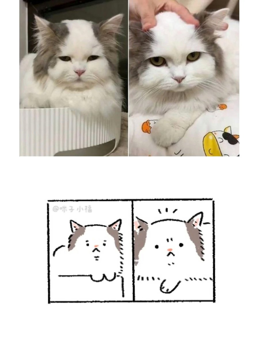 He's getting bald 😭