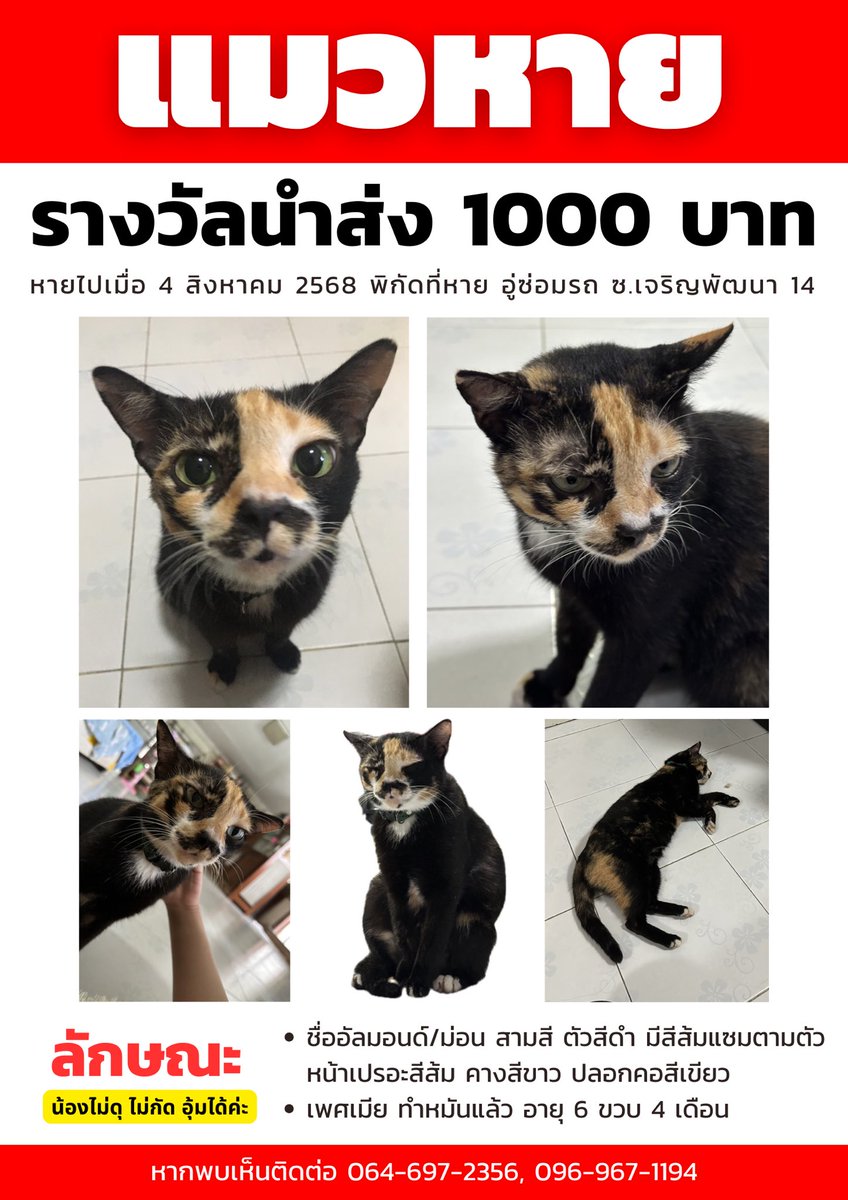 seaayjs's tweet image. ขออนุญาตตามหาแมวหายค่ะ หามาครึ่งเดือนแล้วยังไม่เจอ😭
-น้องชื่ออัลมอนด์ หายตั้งแต่วันที่ 4 สิงหาคม 2568 เดินออกจากบ้านไปเอง
-น้องสามสี ตัวสีดำ มีสีส้มแซมตามตัว หน้าเปรอะสีส้ม คางสีขาว ปลอกคอสีเขียว นิสัยใจดี เชื่อง
-เพศเมีย ทำหมันแล้ว อายุ6ขวบ4เดือน
#แมวหาย #ตามหาแมวหาย