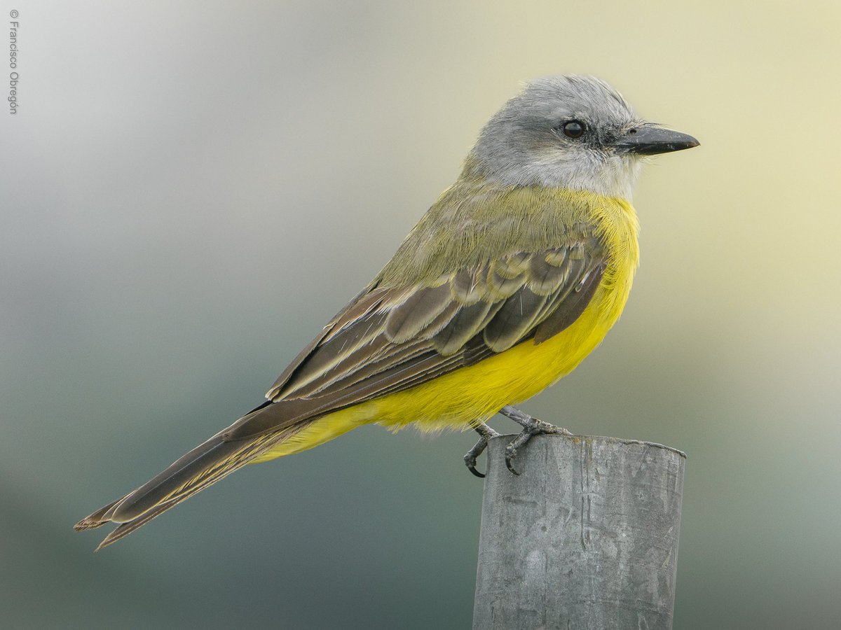 isco_obregon's tweet photo. Hoy le tomé foto a unas aves. A estas las podemos observar en la Ciudad de Guatemala. Tenemos a un Tropical Kingbird (Tyrannus melancholicus), Guatemalan Flicker (Colaptes mexicanoides), y a un Social Flycatcher (Myiozetetes similis). https://t.co/3h0CPEQltd