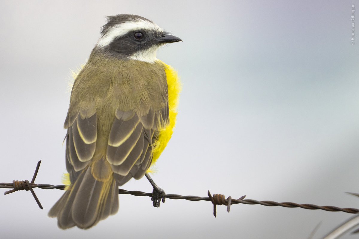 isco_obregon's tweet photo. Hoy le tomé foto a unas aves. A estas las podemos observar en la Ciudad de Guatemala. Tenemos a un Tropical Kingbird (Tyrannus melancholicus), Guatemalan Flicker (Colaptes mexicanoides), y a un Social Flycatcher (Myiozetetes similis). https://t.co/3h0CPEQltd