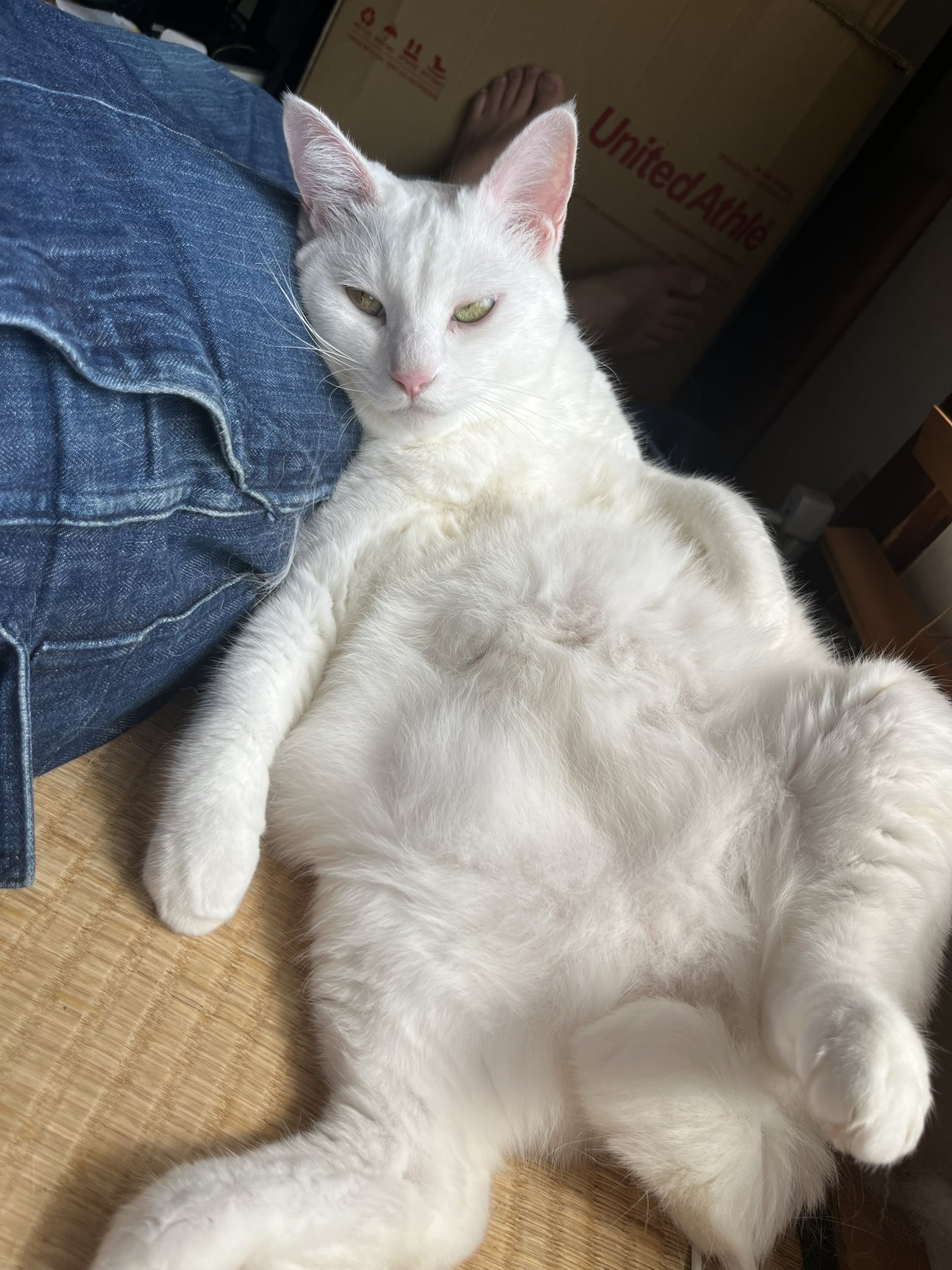 原画　猫　(タビの弟マタ) #85 原画 猫 (タビの弟マタ) #85 Amazon.co.jp: 猫荒木孝介真作 F0