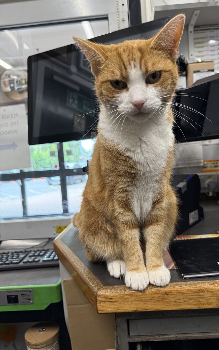 Good morning welcome to Tippetty tap tap Thursday 

Your best is enough, because it’s all you can ever give and that is everything

Your best is enough. 
It always was. 
It always will be

#cats #cats #Cat #CatsOnTwitter #CatsOfTwitter