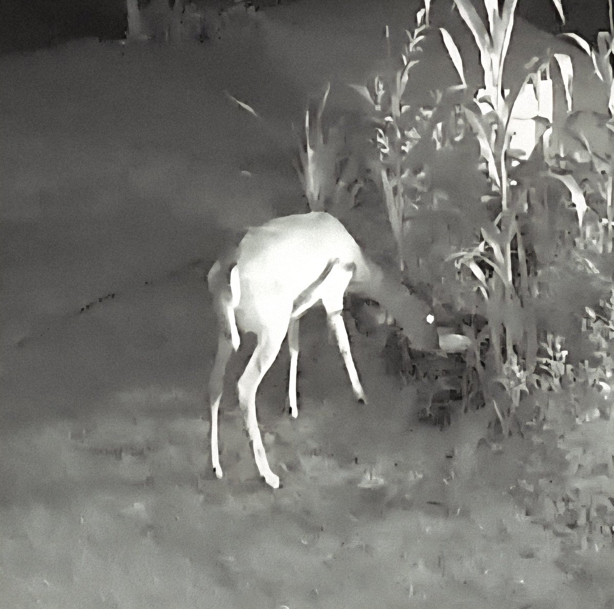 Fed the deer a little later than usual.  This one must have been impatient because she was standing 20ft away watching me.  "Hurry up and go inside already, c'mon c'mon"