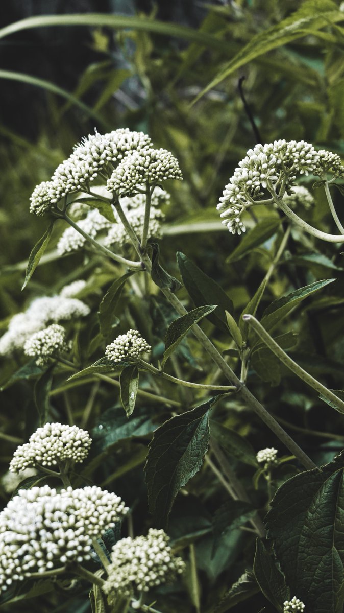 aaron_kiru's tweet photo. Blooming With Intentions.

#photography #plants #lightroom #sony #naturephotography 
#greenery #nature #indonesia #adventure #leaves #naturelovers https://t.co/gIS5gvAJwh