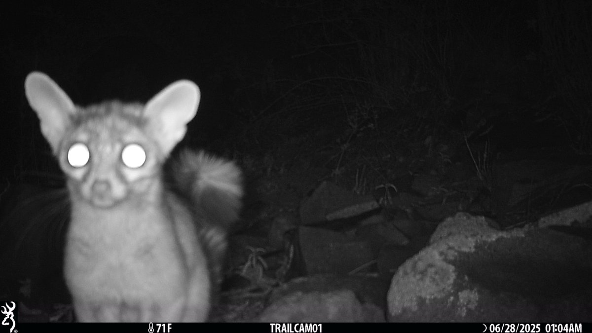 Who lives in the footprint of proposed #mining in AZ's Galiuro Mountains, another rare Sky Island?

Just a few on #cameratrap: white-nosed #coati; young mountain lion (#cougar); black #bears; #ringtails.   

See my pinned tweet on how you might help (again) to save their home.