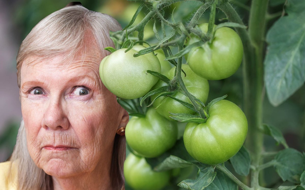 Gardener Convinced Green Tomatoes Just Fucking With Her Now: tinyurl.com/6ufp2fwh