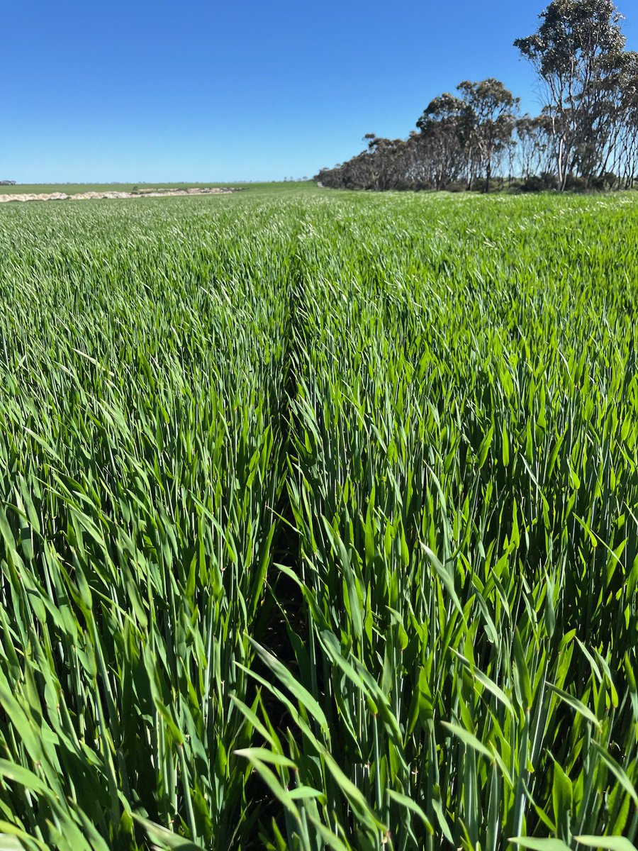 Nothing quite like a croppy when conditions are this good! Brad and Laura are trialing new AH wheat Dale alongside Scepter &amp; Shotgun at Scaddan, WA. Sown at 70 kg/ha &amp; emerging around the 11th of May, conditions are perfect to see how far this variety can go