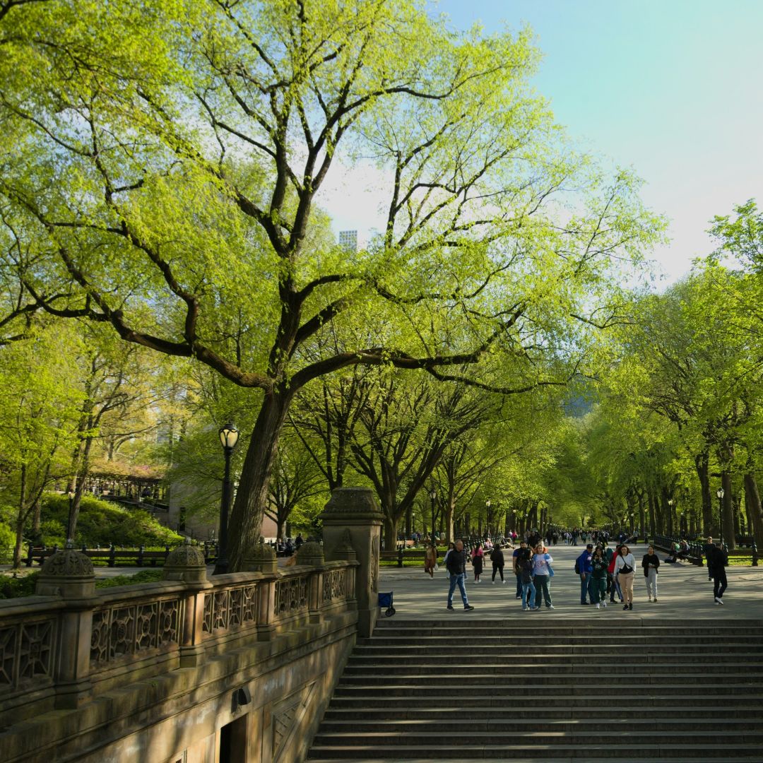 As heatwaves rise, urban trees are a powerful defence. 🌳

This study finds that raising city tree cover to 30% could cut thousands of heat-related deaths across Europe each summer. ⬇️
environment.ec.europa.eu/news/increasin…

#SfEP #BeatTheHeat #ForOurPlanet