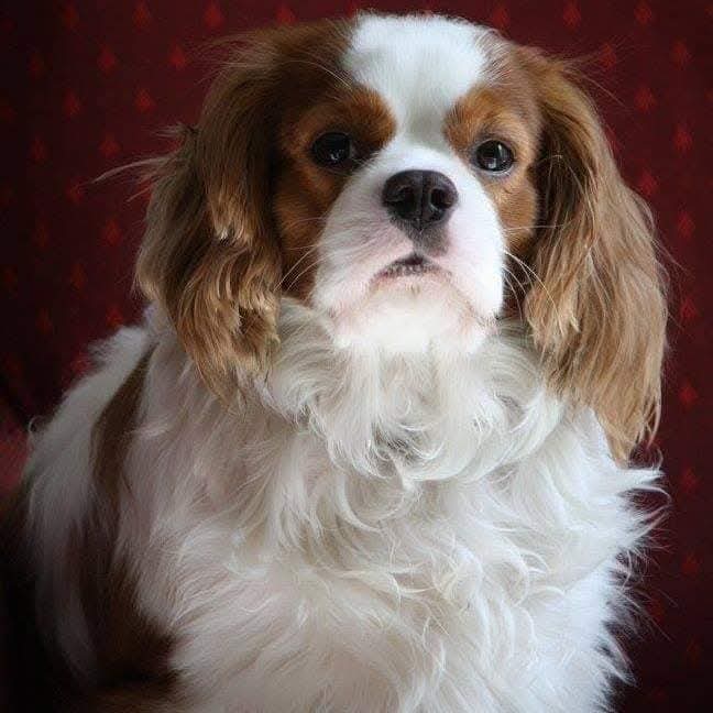 GuiguiPhotos's tweet photo. 4 ans aujourd'hui que tu es partis. 
Tu me manques terriblement, mais tu souffre plus cest le principal et tu est avec mon grand père. 
Je taime mon ange 😘❤️💋🥰😥😥😥😥😥😥😥
J'aimerai tellement que tu revienne au monde 😥

Jai le coeur déchirer en mille morceau. https://t.co/PupenGZkK8