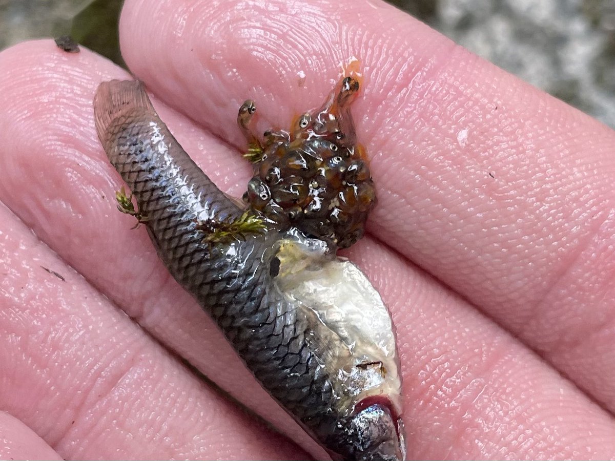 メダカ お腹 パンパン